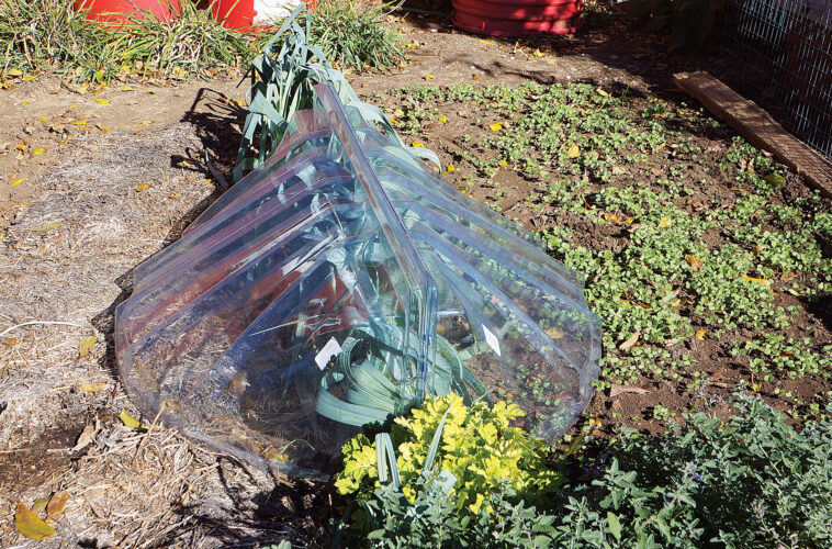 Cold Frame Plans for Year-Round Gardening